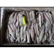 Squid 9.6kg (approx) unwashed loligo boxed